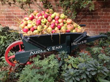 Fruits in container