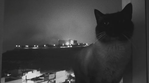 Cat looking at illuminated camera