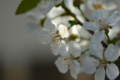 Close-up of insect on flower tree