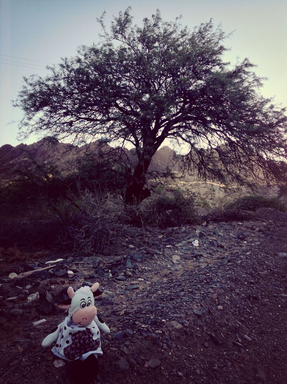 tree, childhood, tranquility, leisure activity, lifestyles, nature, water, tranquil scene, growth, day, outdoors, beauty in nature, standing, scenics, rear view, boys, sky, sunlight