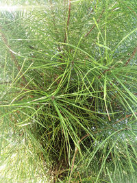 Full frame shot of wet plant