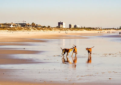 Horses on beach