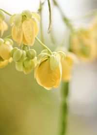 Yellow soft beauty in bright