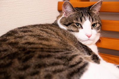 Close-up portrait of a cat