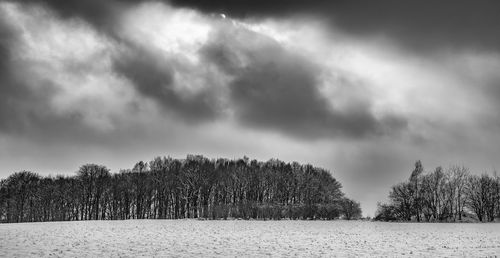 Plants growing on land against sky in winter