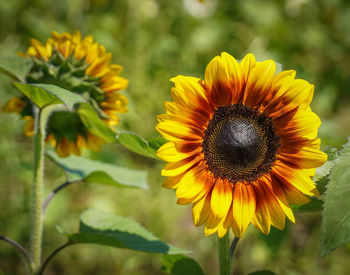 Close-up of honey bee on sunflower