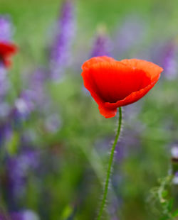 Close-up of orange poppy