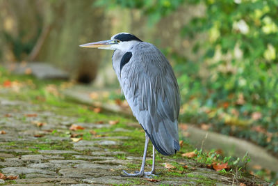 Gray heron standing on a field