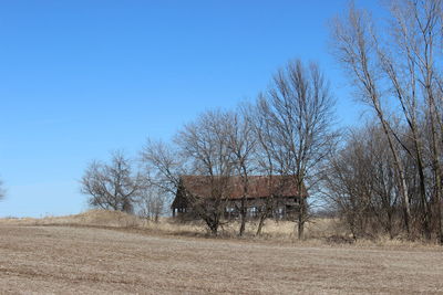 Bare trees on field against clear blue sky