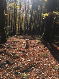 Birds in forest during autumn