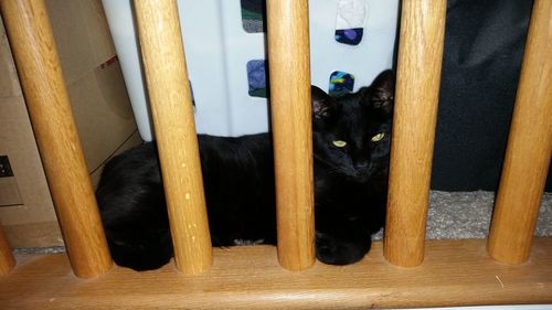 Black cat sitting on sofa at home