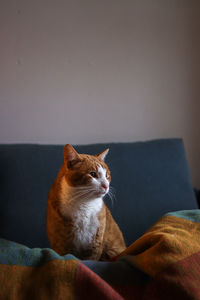 Cat looking away while sitting on sofa at home