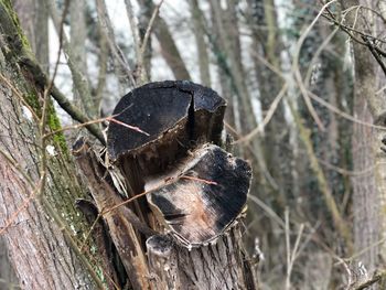 Close-up of tree trunk in forest