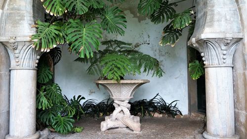 Potted plants against wall in yard