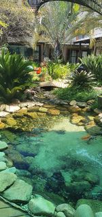 Plants growing by swimming pool against building