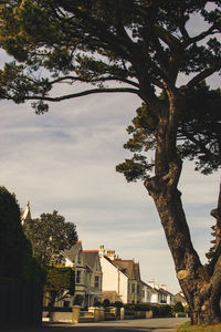 Trees and buildings against sky