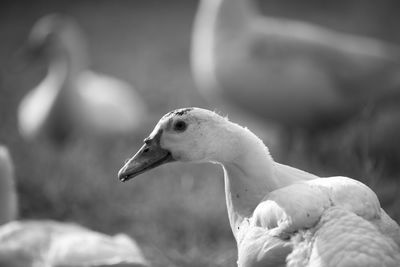 Side view of goose looking away