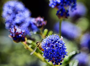 Close-up of insect on purple flower