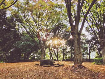 Trees growing in a park