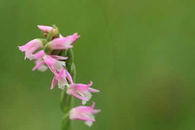 Close-up of pink flowers