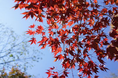 Low angle view of maple tree against sky