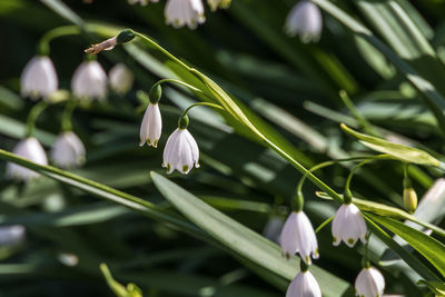 Close-up of white flowering plant