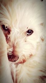 Close-up portrait of white dog