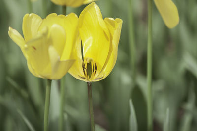 Tulip close-up