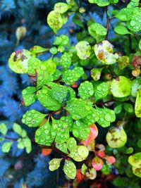 Close-up of plants growing in water