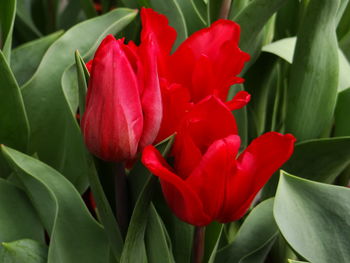 Close-up of red flowering plant