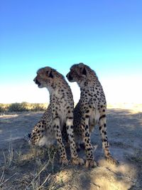 Giraffe relaxing on field against clear sky