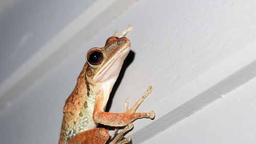 Close-up of frog on wall