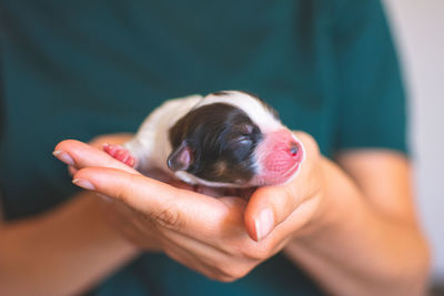 Midsection of woman holding puppy