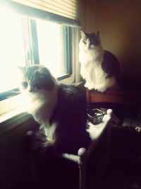 Cat looking away