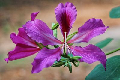 Close-up of purple flowers blooming outdoors