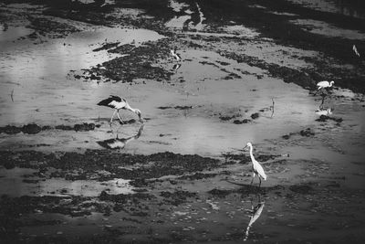 High angle view of birds in lake