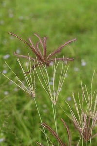 Close-up of plant growing on field