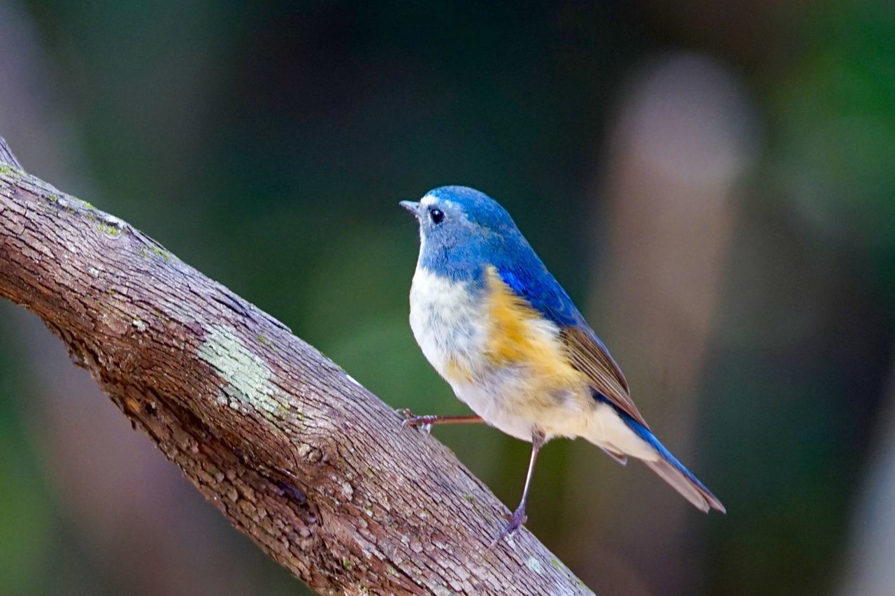 bird, animal themes, animals in the wild, one animal, perching, focus on foreground, wildlife, beak, close-up, full length, nature, branch, side view, blue, outdoors, day, selective focus, no people, feather, beauty in nature