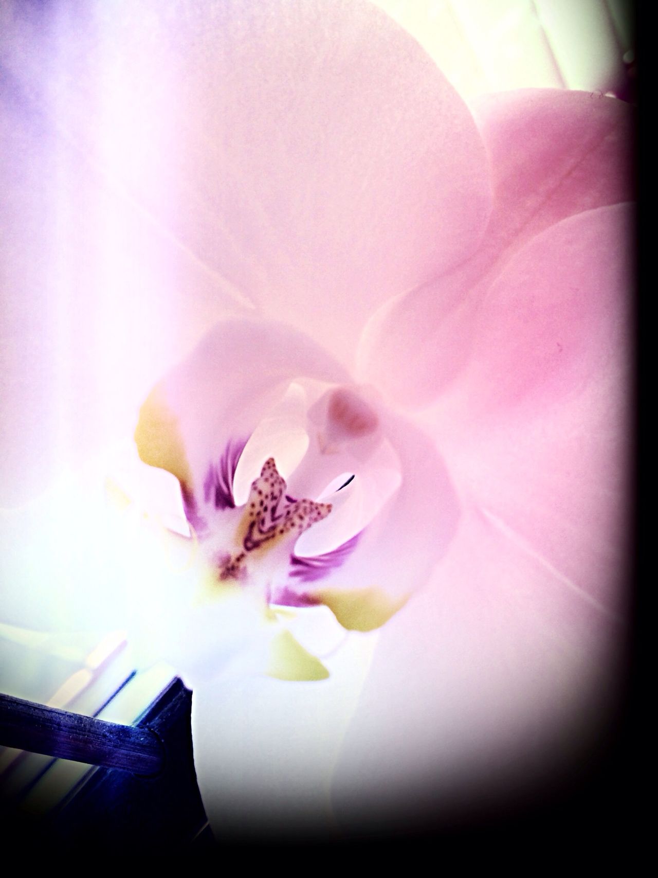 Orchid blossoms