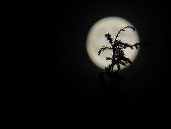 Close-up of silhouette plant against black background