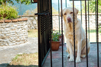 Portrait of dog sitting outdoors