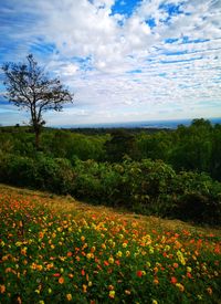 Scenic view of flowering plants on field against sky