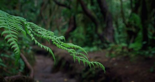 Close-up of pine tree