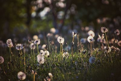 Close-up of wildflowers growing in field