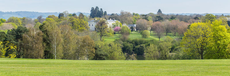 Trees on grassy field