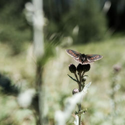 Close-up of butterfly on flower