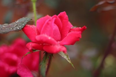 Close-up of wet pink flowers blooming outdoors