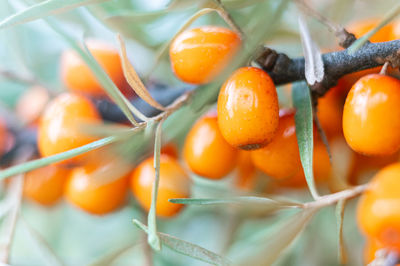 Close-up of orange fruit