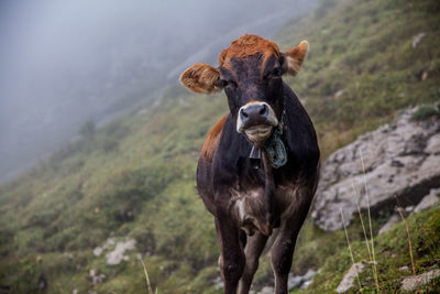 Portrait of cow standing on field