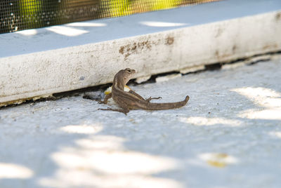 High angle view of bird on wall